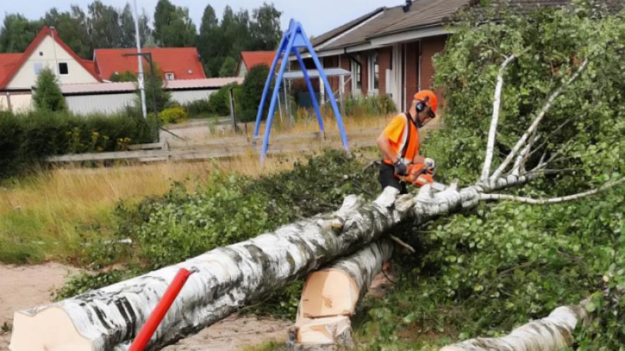 Trädfällning vid f d dagiset